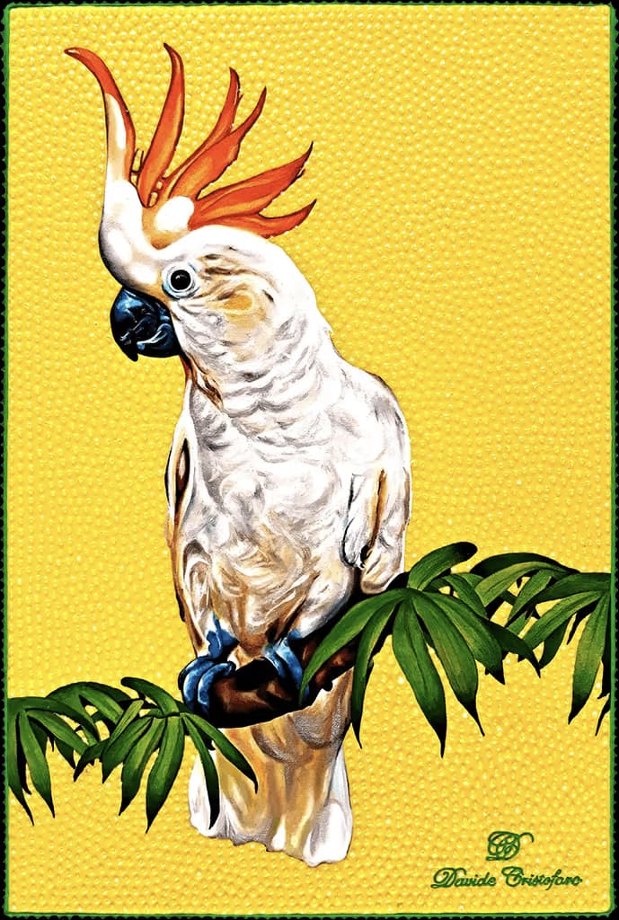 Cacatua