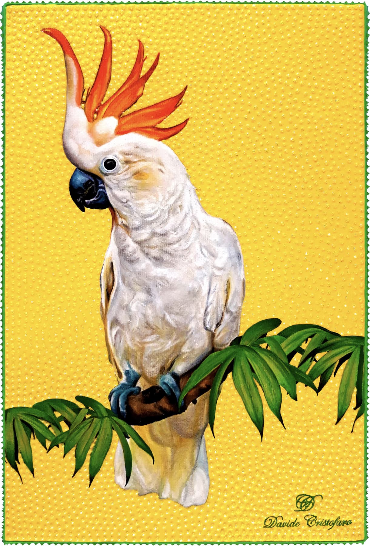 Cacatua crestato