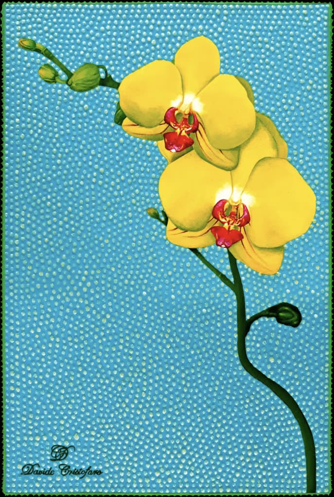 Orchidea