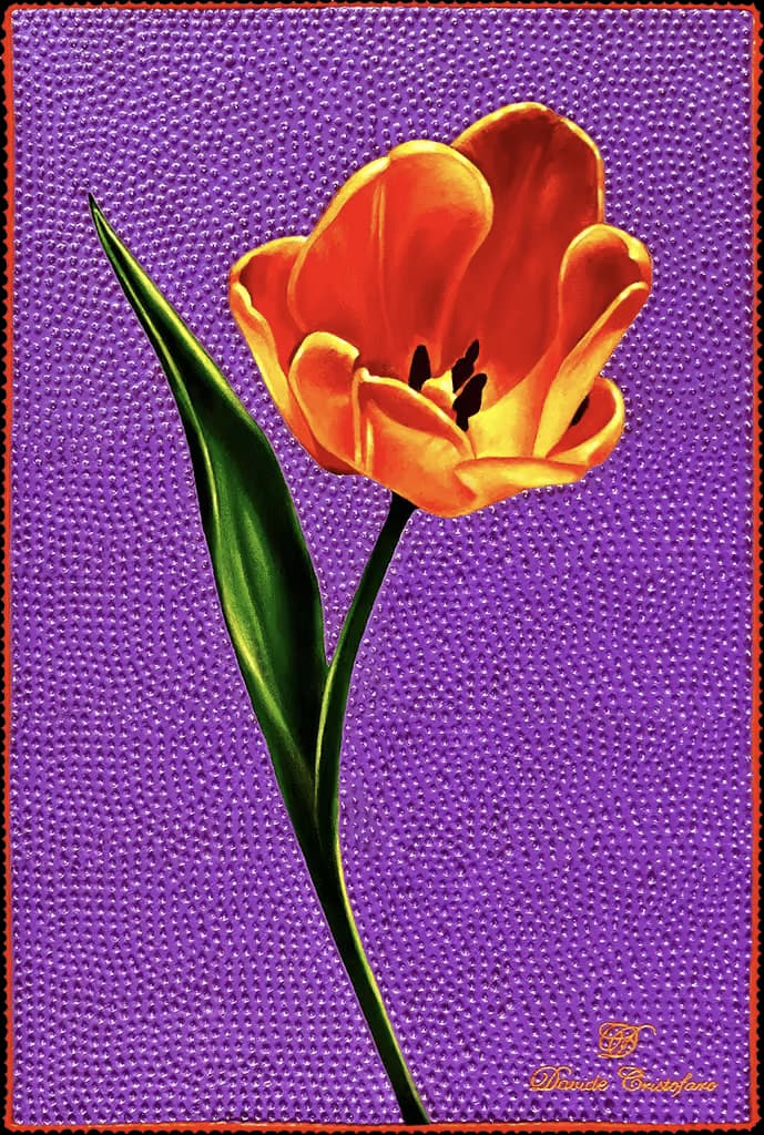 Tulipano